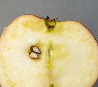 Alkmene Apple